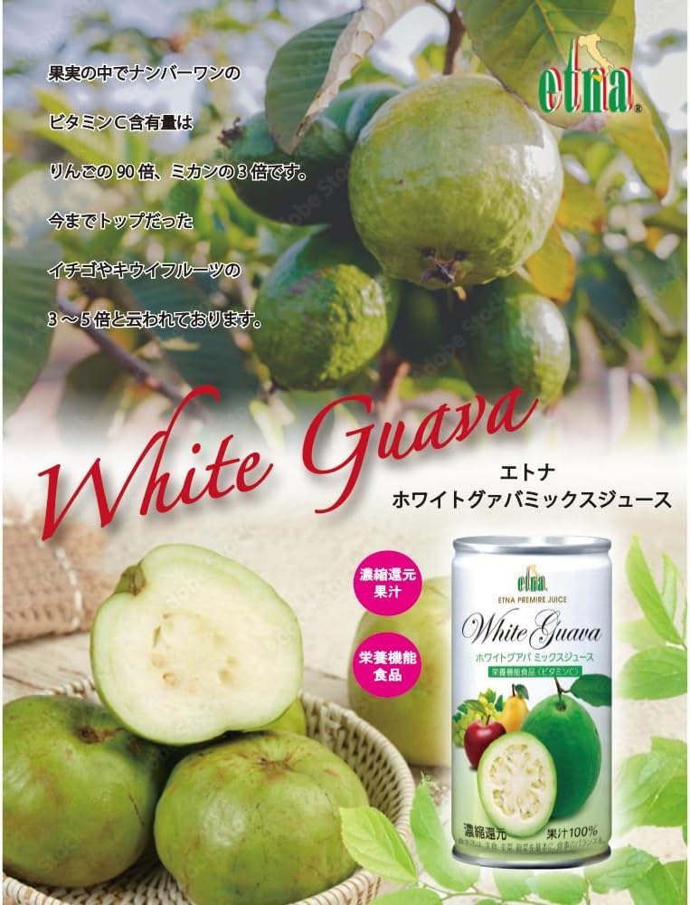 グアバ 接木　種無し大実(白)グアバ グアバ 接木 種無し大実(白)グアバ 庭にある実がなる木 グアバ